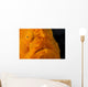 Eye Giant Frogfish Wall Decal Design 1