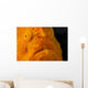 Eye Giant Frogfish Wall Decal Design 1