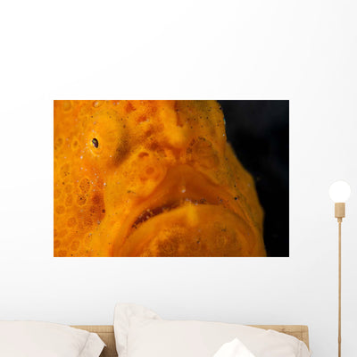 Eye Giant Frogfish Wall Decal Design 1 shown on a wall