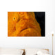 Eye Giant Frogfish Wall Decal Design 1