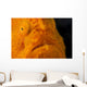 Eye Giant Frogfish Wall Decal Design 1