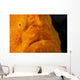 Eye Giant Frogfish Wall Decal Design 1