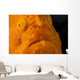 Eye Giant Frogfish Wall Decal Design 1