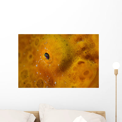 Close-up Giant Frogfish Wall Decal shown on a wall