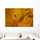 Close-up Giant Frogfish Wall Decal