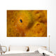 Close-up Giant Frogfish Wall Decal
