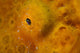 Close-up Giant Frogfish Wall Decal