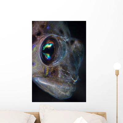 Detail Face and Eye Wall Decal shown on a wall