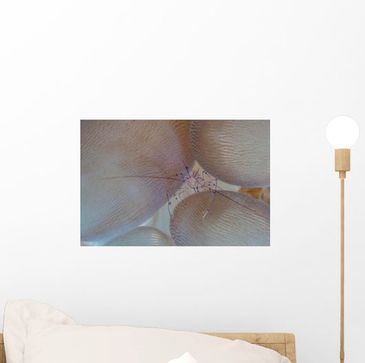 Saltwater Shrimp Living Bubble Wall Decal