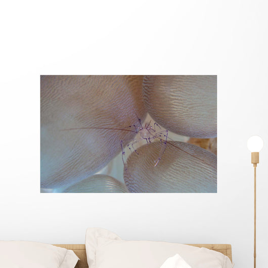 Saltwater Shrimp Living Bubble Wall Decal