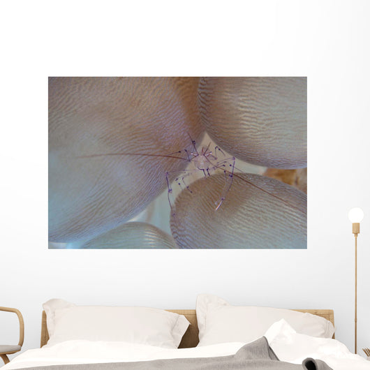 Saltwater Shrimp Living Bubble Wall Decal
