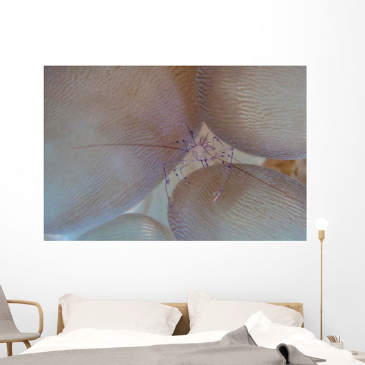 Saltwater Shrimp Living Bubble Wall Decal