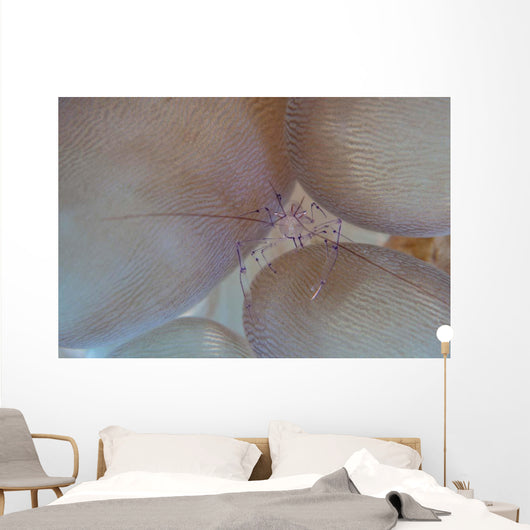 Saltwater Shrimp Living Bubble Wall Decal
