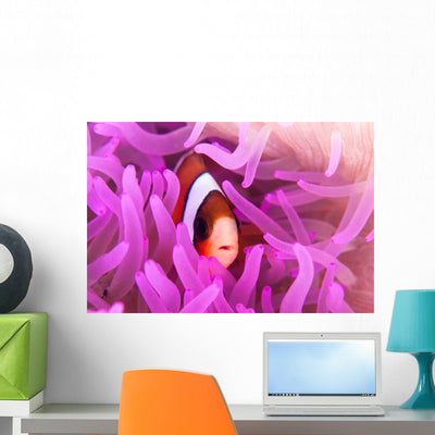 Clark's Anemonefish Snuggles amongst Wall Decal Design 1 shown on a wall