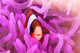 Clark's Anemonefish Snuggles amongst Wall Decal Design 1