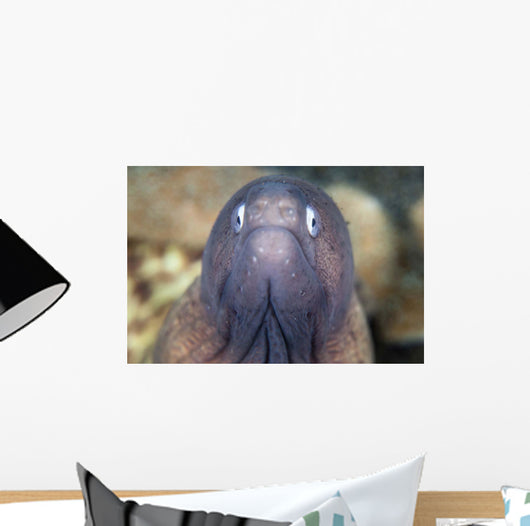 White-eyed Moray Eel Wall Decal Design 1