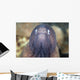 White-eyed Moray Eel Wall Decal Design 1