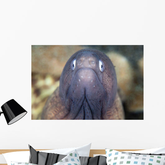 White-eyed Moray Eel Wall Decal Design 1