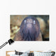 White-eyed Moray Eel Wall Decal Design 1