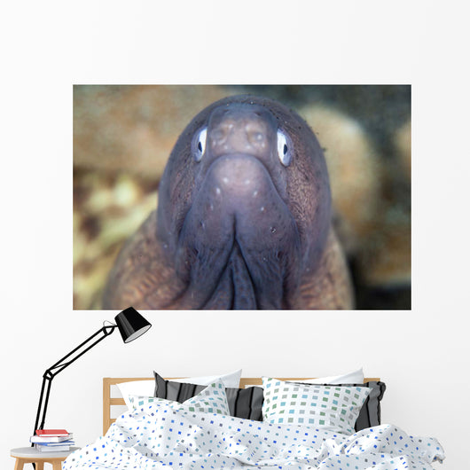 White-eyed Moray Eel Wall Decal Design 1