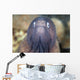 White-eyed Moray Eel Wall Decal Design 1