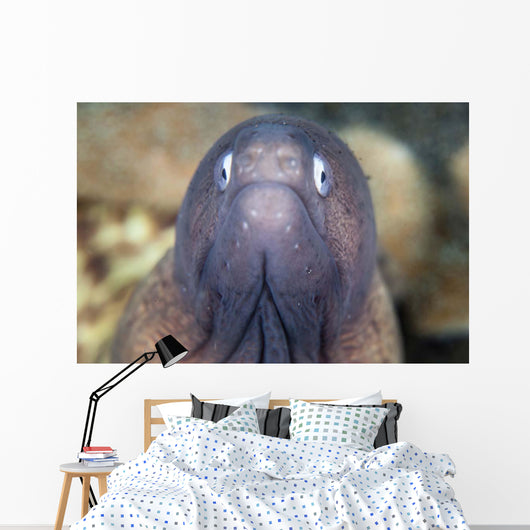 White-eyed Moray Eel Wall Decal Design 1
