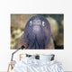 White-eyed Moray Eel Wall Decal Design 1