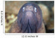 White-eyed Moray Eel Wall Decal Design 1
