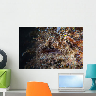 Hairy Frogfish Waits to Wall Decal Design 1 shown on a wall