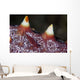 Tiny Shrimp Lives Starfish Wall Decal