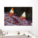 Tiny Shrimp Lives Starfish Wall Decal