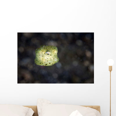 Juvenile Yellow Boxfish Lembeh Wall Decal shown on a wall