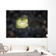 Juvenile Yellow Boxfish Lembeh Wall Decal