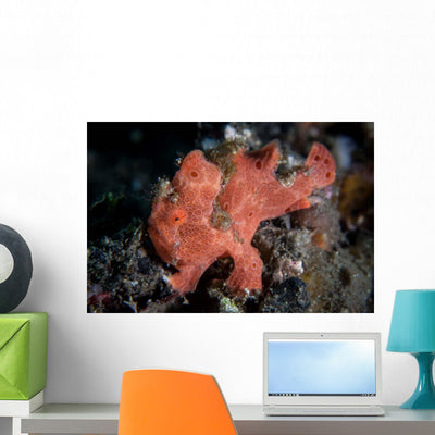Well-camouflaged Frogfish Waits to Wall Decal Design 1 shown on a wall