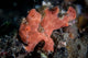 Well-camouflaged Frogfish Waits to Wall Decal Design 1