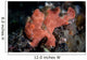 Well-camouflaged Frogfish Waits to Wall Decal Design 1
