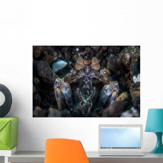 Large Mantis Shrimp Waits Wall Decal