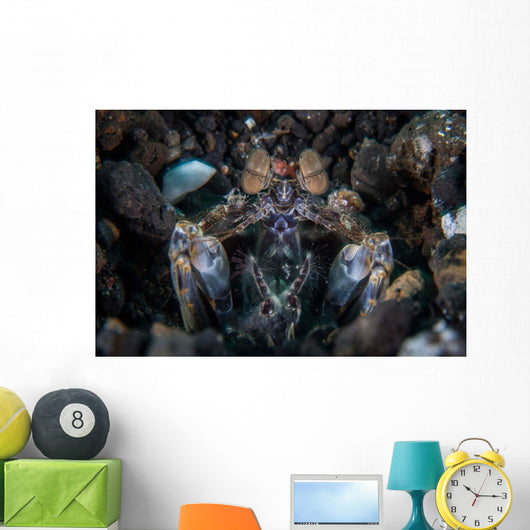 Large Mantis Shrimp Waits Wall Decal