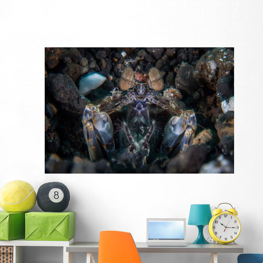 Large Mantis Shrimp Waits Wall Decal