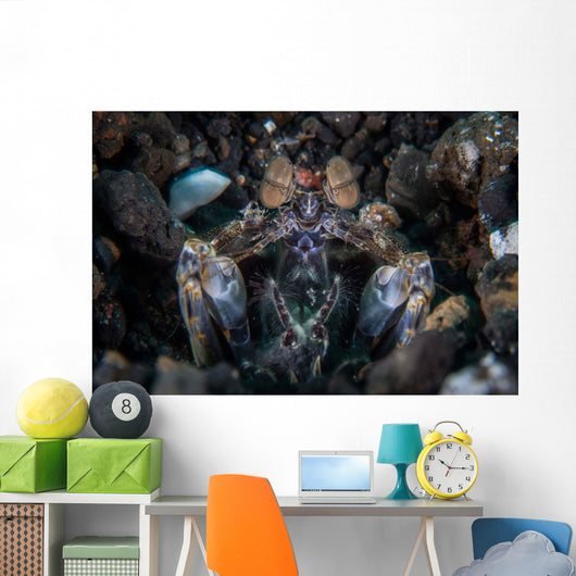Large Mantis Shrimp Waits Wall Decal