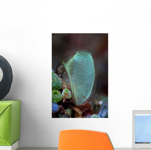 Colorful Tunicate Grows Reef Wall Decal