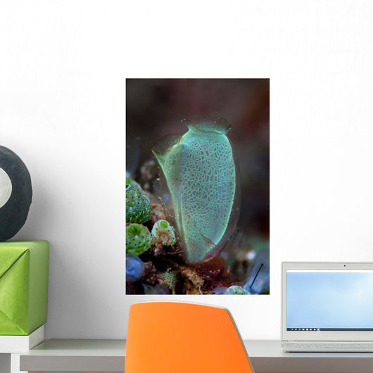 Colorful Tunicate Grows Reef Wall Decal