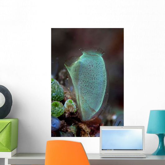 Colorful Tunicate Grows Reef Wall Decal