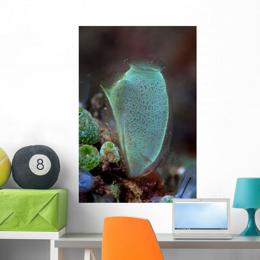 Colorful Tunicate Grows Reef Wall Decal