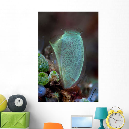 Colorful Tunicate Grows Reef Wall Decal