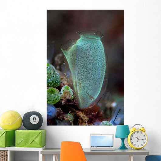 Colorful Tunicate Grows Reef Wall Decal