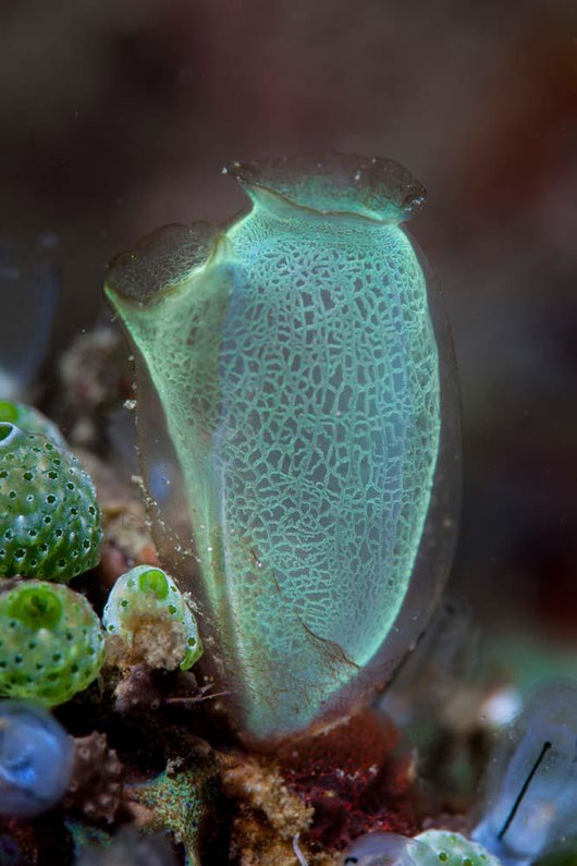 Colorful Tunicate Grows Reef Wall Decal