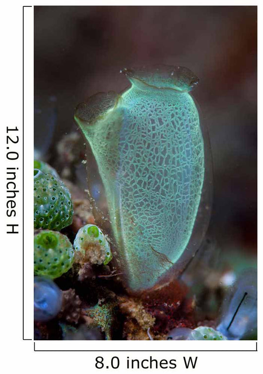 Colorful Tunicate Grows Reef Wall Decal