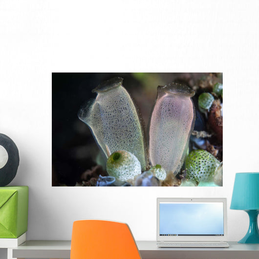 Pair Tunicates Grow Reef Wall Decal
