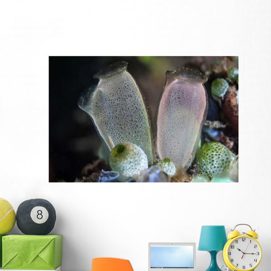 Pair Tunicates Grow Reef Wall Decal
